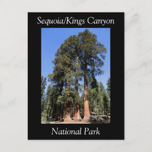 Sequoia Kung Canyon National Park-vykort Vykort