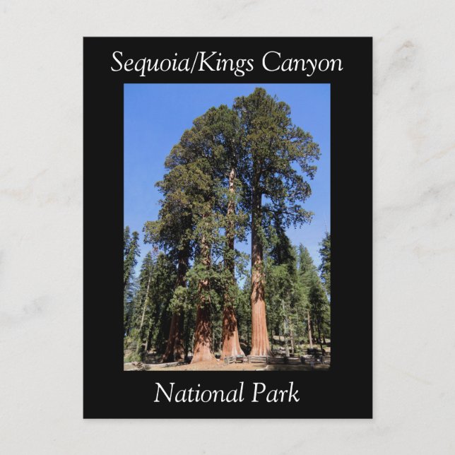 Sequoia Kung Canyon National Park-vykort Vykort (Framsida)