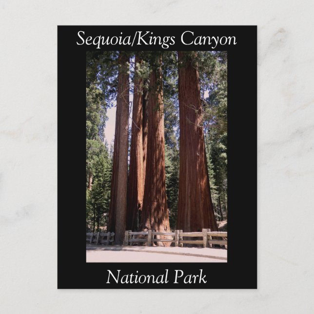 Sequoia Kung Canyon National Park-vykort Vykort (Framsida)
