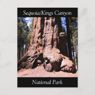 Sequoia Kung Canyon National Park-vykort Vykort