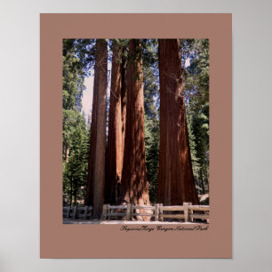 Sequoia/Kung Canyon nationalpark Poster