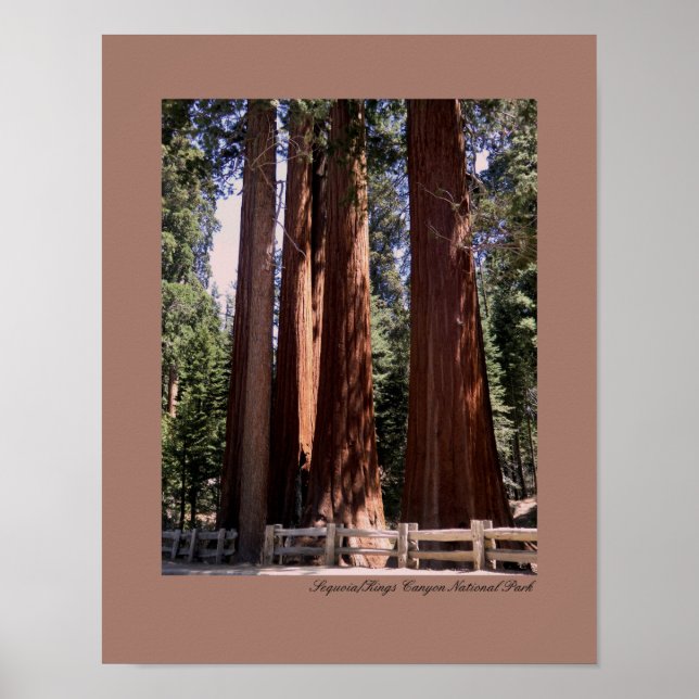 Sequoia/Kung Canyon nationalpark Poster (Framsidan)