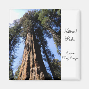 Sequoia/magnet för kungkanjonnationalpark magnet