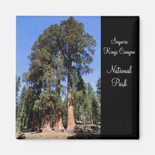 Sequoia/magnet för kungkanjonnationalpark magnet