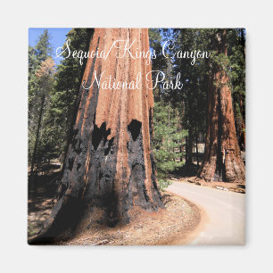Sequoia/magnet för kungkanjonnationalpark magnet