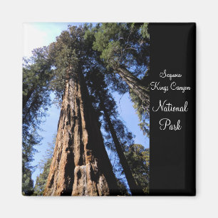 Sequoia/magnet för kungkanjonnationalpark magnet