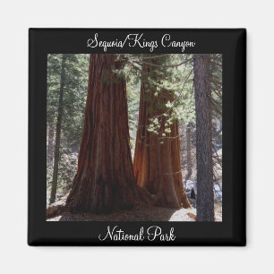 Sequoia/magnet för kungkanjonnationalpark magnet