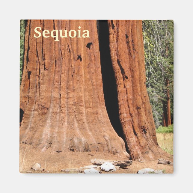 Sequoia Magnet! Magnet (Framsidan)