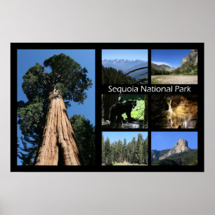 Sequoia National Park Affisch av J.W. Fatherree