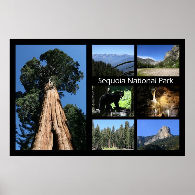 Sequoia National Park Affisch av J.W. Fatherree (Framsidan)