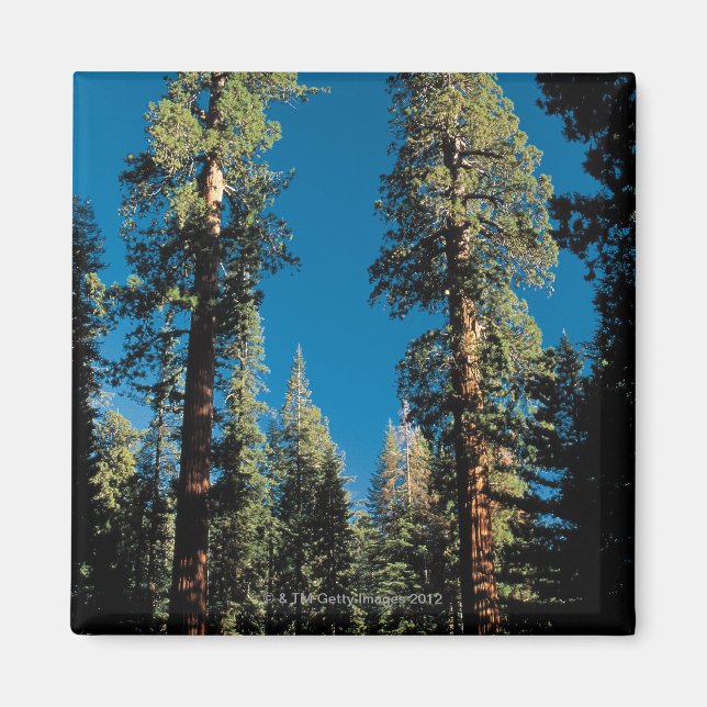 Sequoia National Park i Kalifornien Magnet (Framsidan)