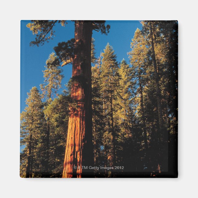 Sequoia National Park, Kalifornien 2 Magnet (Framsidan)