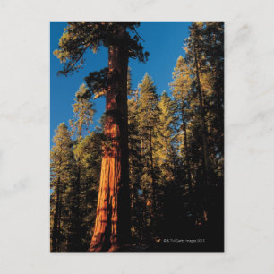 Sequoia National Park, Kalifornien 2 Vykort