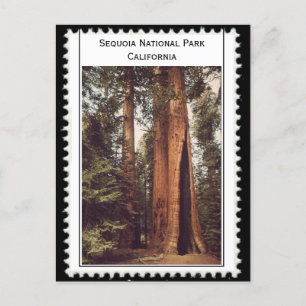 Sequoia National Park Kalifornien Vykort