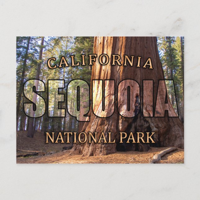 Sequoia National Park Postcards Vykort (Framsida)