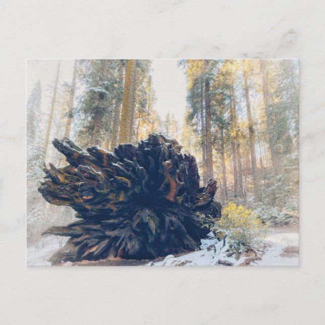 Sequoia National Park Winter Forest Vykort (Framsida)