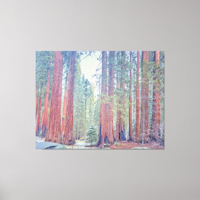 Sequoia nationalpark canvastryck (Framsida)