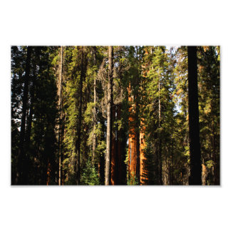 Sequoia nationalpark fototryck