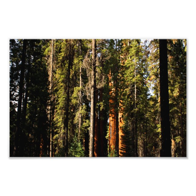 Sequoia nationalpark fototryck (Framsidan)