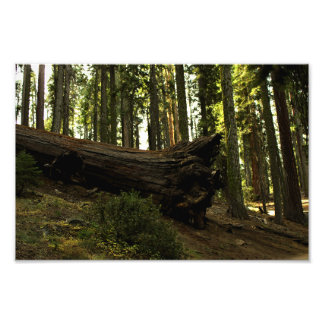 Sequoia nationalpark fototryck