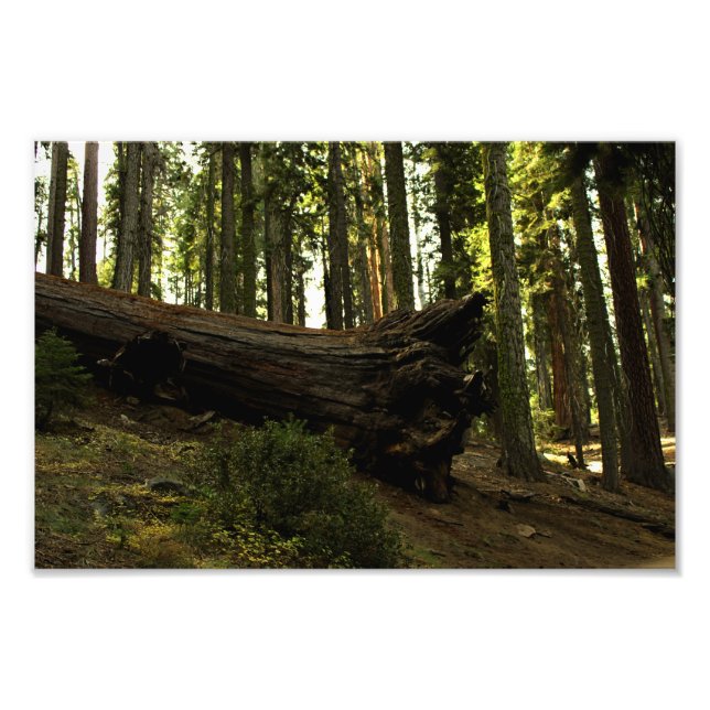 Sequoia nationalpark fototryck (Framsidan)