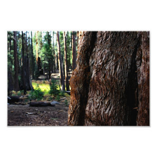 Sequoia nationalpark fototryck