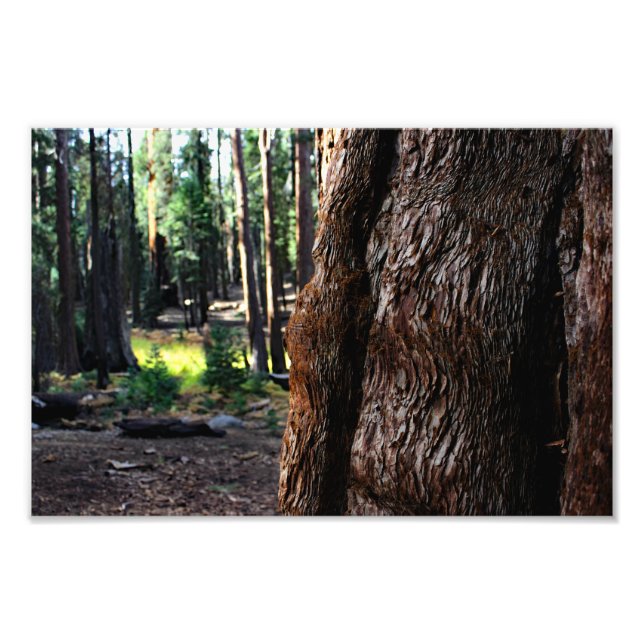 Sequoia nationalpark fototryck (Framsidan)