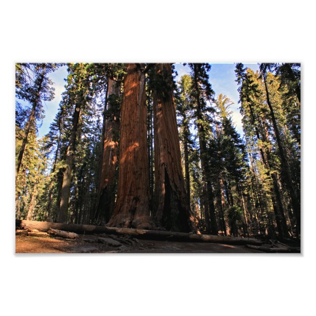 Sequoia nationalpark fototryck (Framsidan)