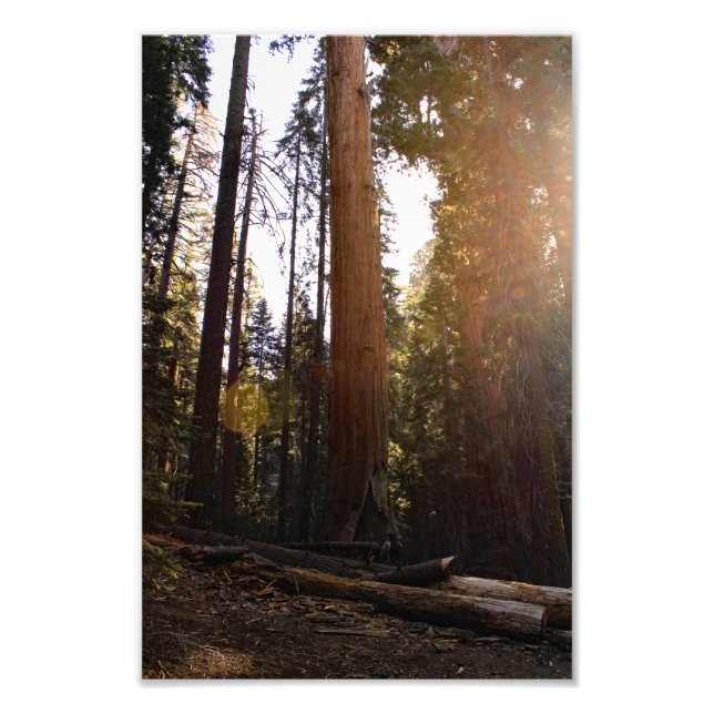 Sequoia nationalpark fototryck (Framsidan)