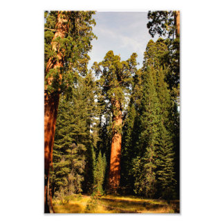 Sequoia nationalpark fototryck