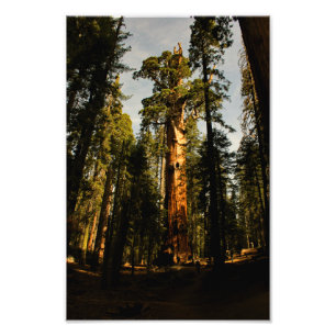 Sequoia nationalpark fototryck