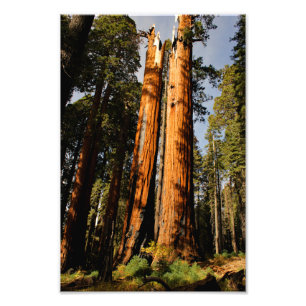 Sequoia nationalpark fototryck