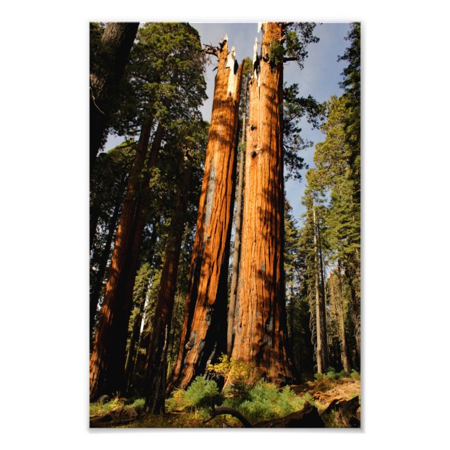 Sequoia nationalpark fototryck (Framsidan)