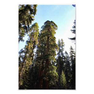 Sequoia nationalpark fototryck
