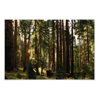Sequoia nationalpark fototryck