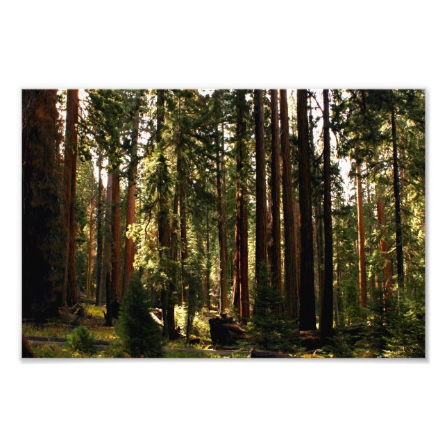 Sequoia nationalpark fototryck (Framsidan)