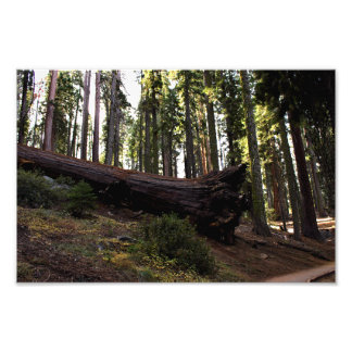 Sequoia nationalpark fototryck