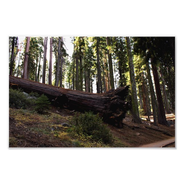 Sequoia nationalpark fototryck (Framsidan)