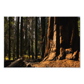 Sequoia nationalpark fototryck
