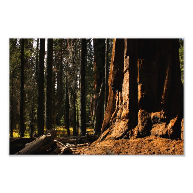 Sequoia nationalpark fototryck (Framsidan)