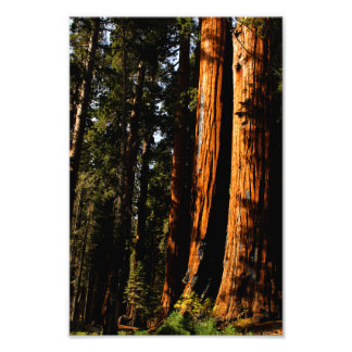 Sequoia nationalpark fototryck