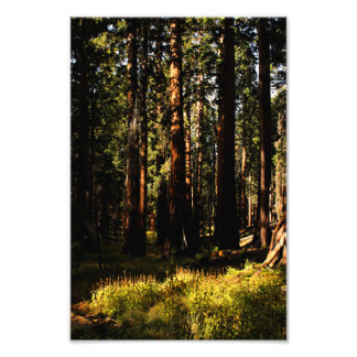 Sequoia nationalpark fototryck