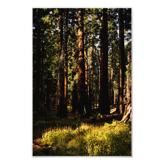 Sequoia nationalpark fototryck (Framsidan)