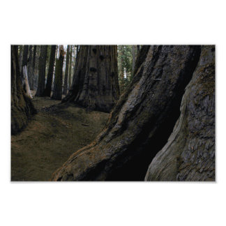 Sequoia nationalpark fototryck