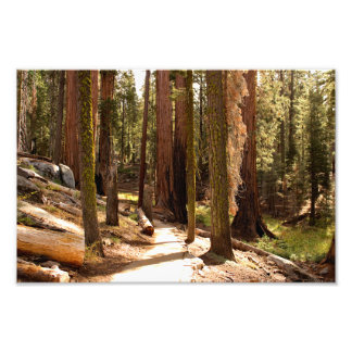 Sequoia nationalpark fototryck