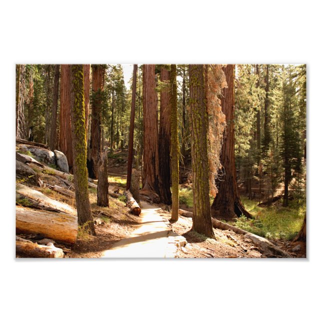 Sequoia nationalpark fototryck (Framsidan)