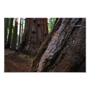 Sequoia nationalpark fototryck