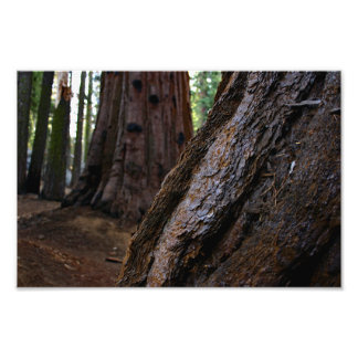 Sequoia nationalpark fototryck