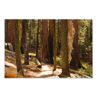 Sequoia nationalpark fototryck