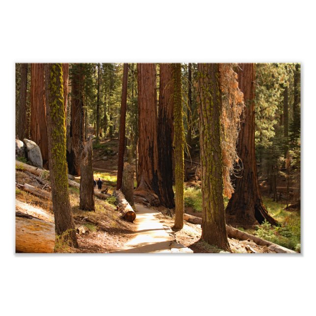 Sequoia nationalpark fototryck (Framsidan)